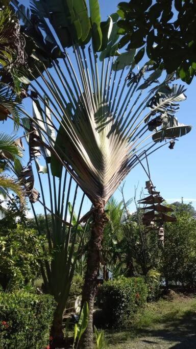 Casa Flor De Annia ~ Cozy 2 Bdrm On The River Sierpe ~ Walkable To Town Exterior photo