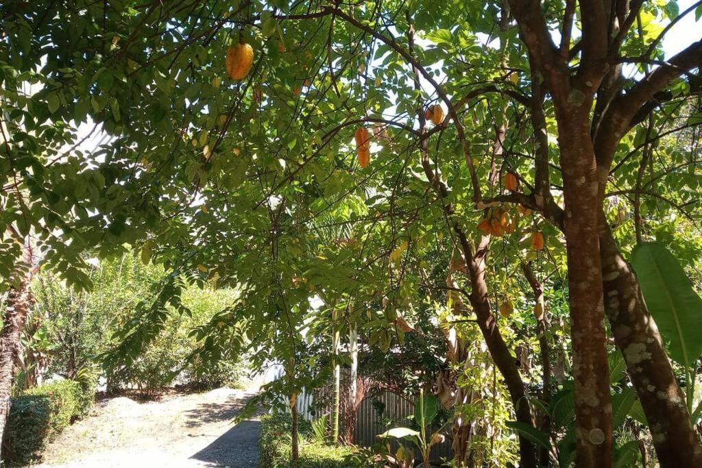 Casa Flor De Annia ~ Cozy 2 Bdrm On The River Sierpe ~ Walkable To Town Exterior photo