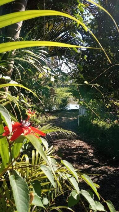 Casa Flor De Annia ~ Cozy 2 Bdrm On The River Sierpe ~ Walkable To Town Exterior photo